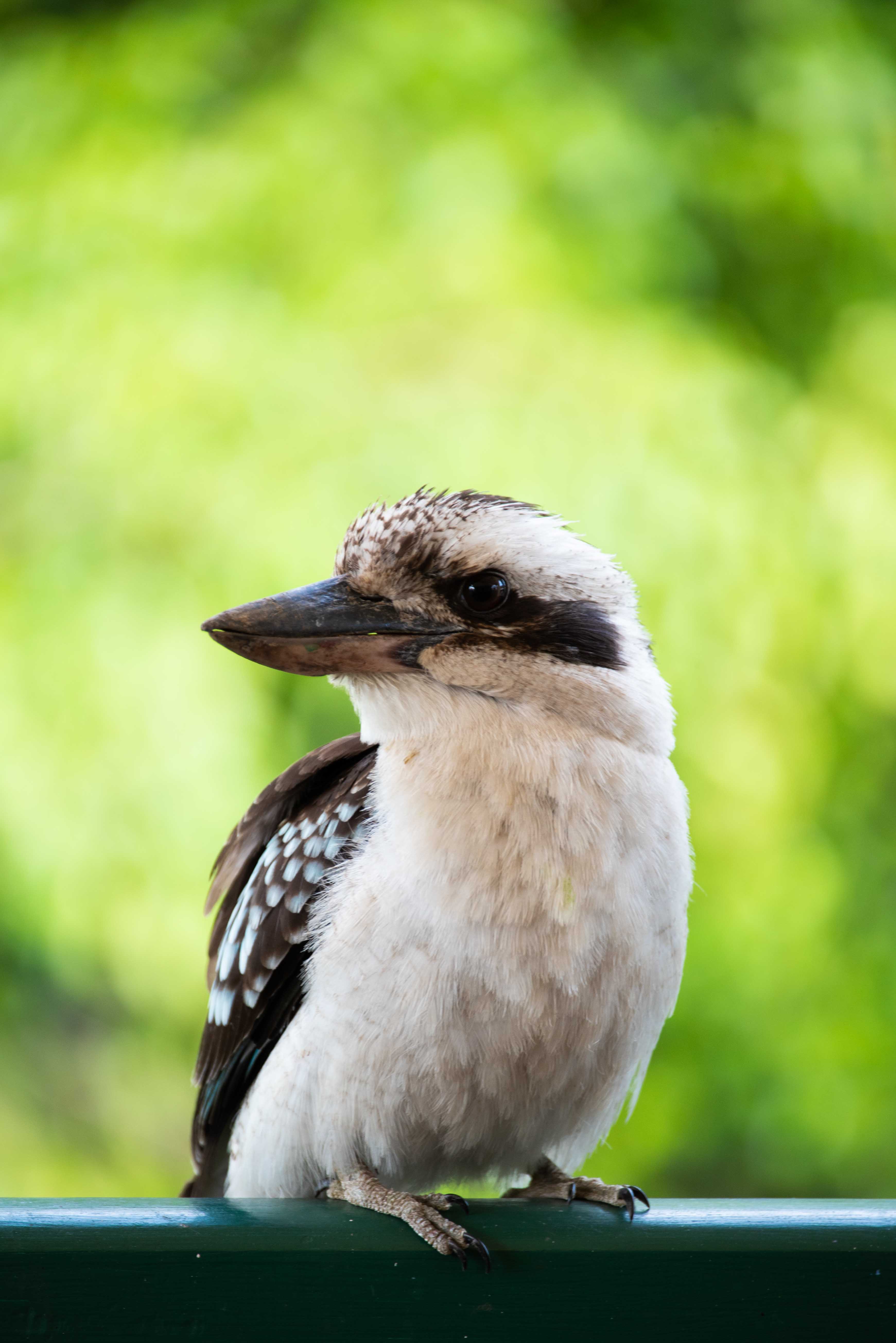 Kookaburra bird perched